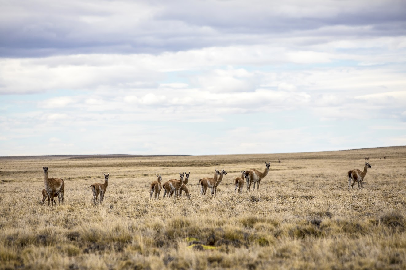 Guanacos en la estepa patagónica